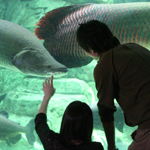 �V�R�u�i�т̎��X1