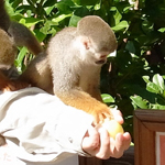 �X�m�[�n�C�N1