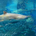 �̌����i03