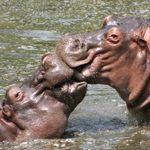 �V�R�u�i�т̎��X2